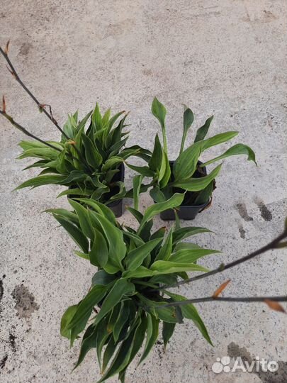 Продам многолетки,хосты