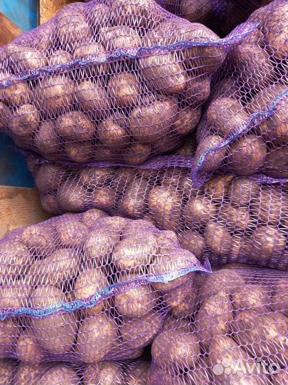 Продам картофель, сорт 