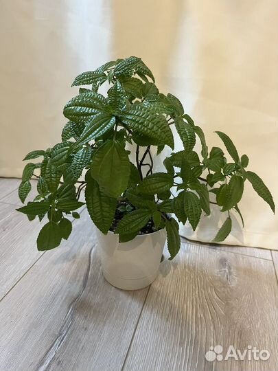 Бегония, пилея, традесканция, каланхоэ, авокадо