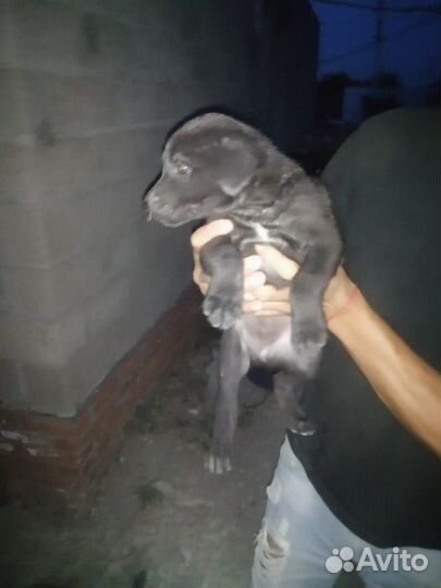 Щенки в добрык руки