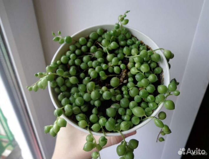 Крестовник Роули и Геррейна