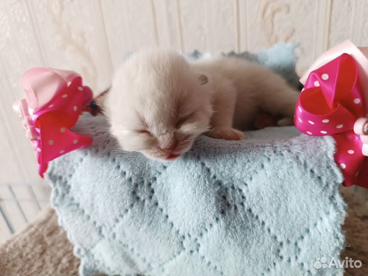 Британские котята