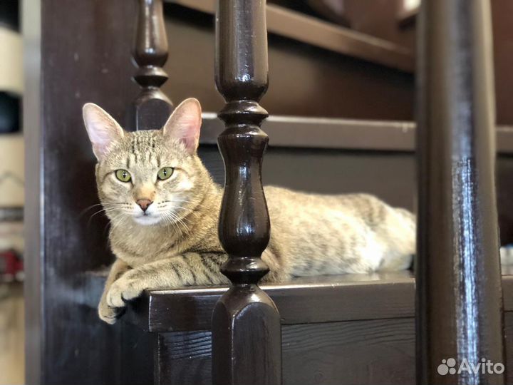 Передержка котов и кошек