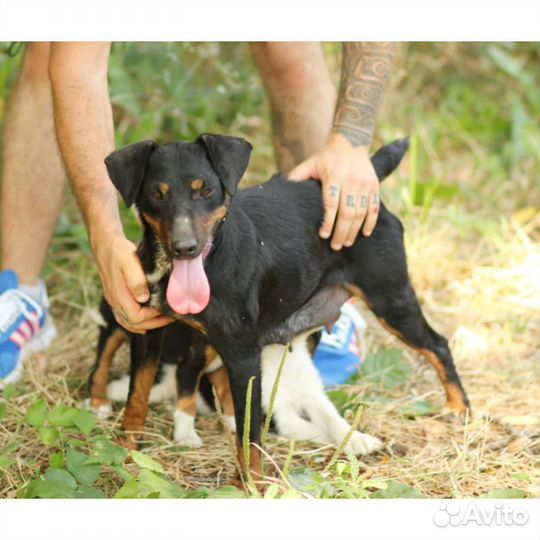 Щенок от небольшой собаки отдам