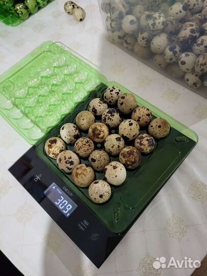 Перепела/перепелинные яйца инкубационные и пищевые