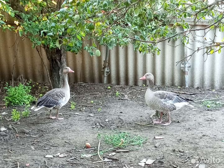 Дикие гуси пара