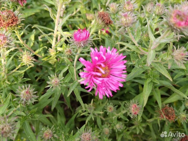 Сентябринки