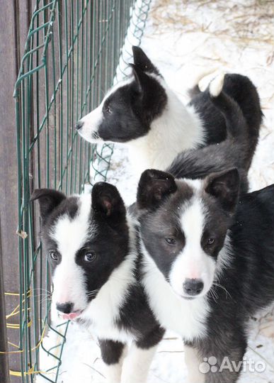 Лайка щенок