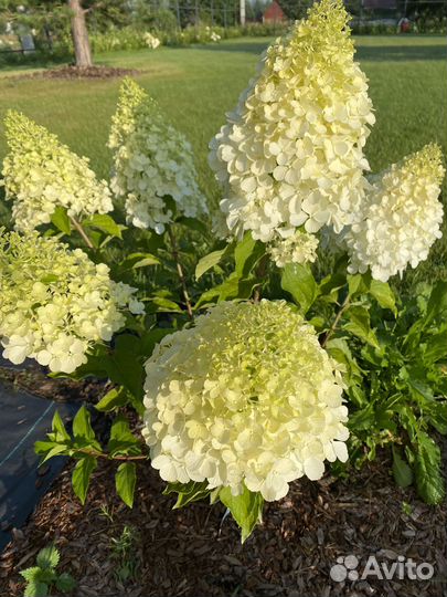 Гортензия метельчатая. Саженцы 1 и 2х летние