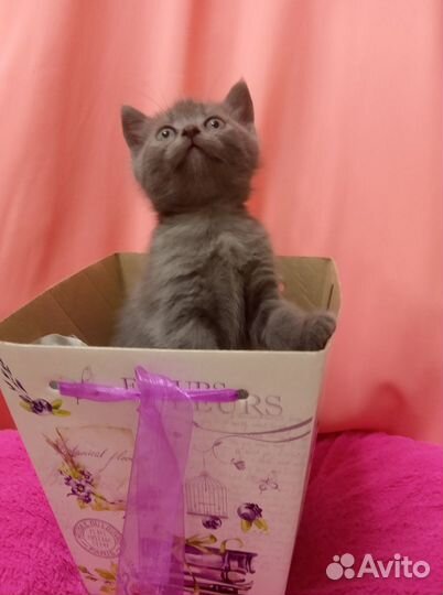 Шотландский котенок