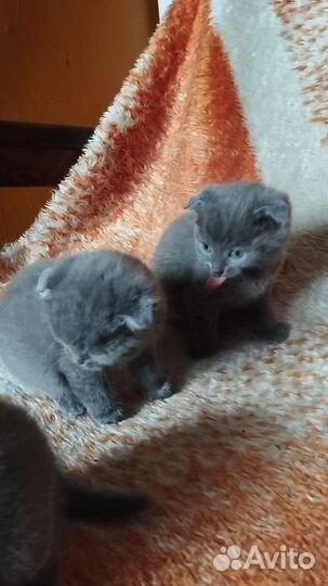 Домашние животные кошки