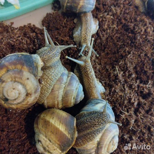 Виноградная улитка (съедобная) живая