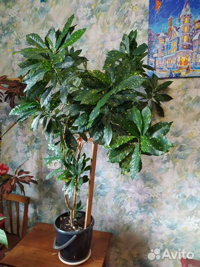 Кодиеум кротон