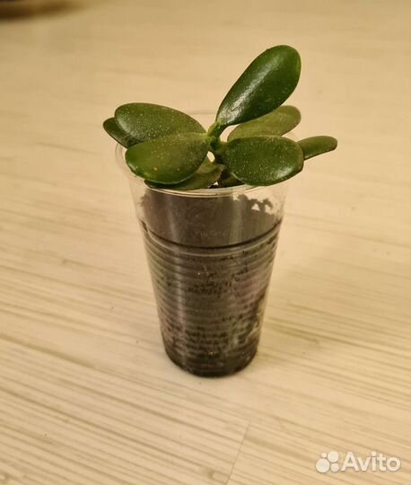 Толстянка, денежное дерево цветок