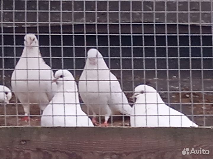 Ижевские голуби