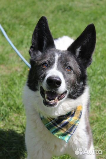 Пес ищет хозяина