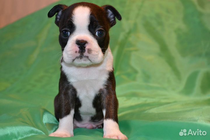 Щенки бостон терьер