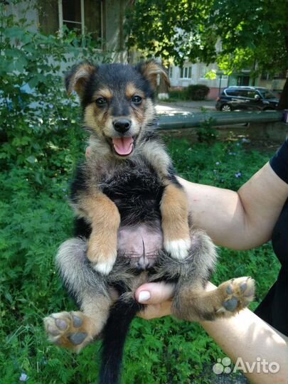 Собака с мусорки