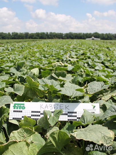 Семена Огурца 