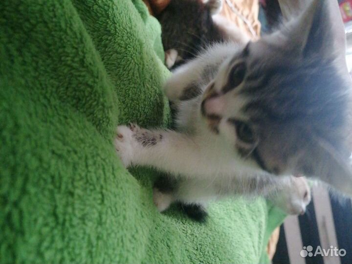 Кошки в добрые руки бесплатно 3 месяца