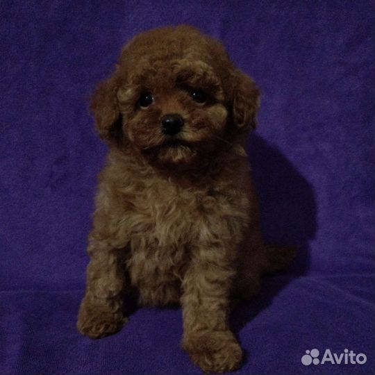 Той пудельки