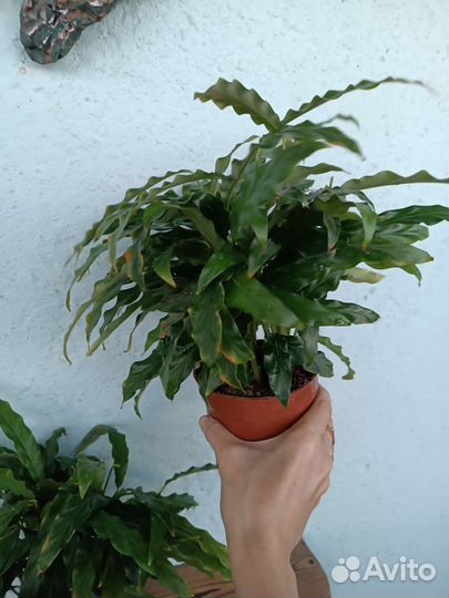 Калатея Руфибарба. Узколистная