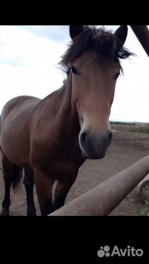 Продам лошадь