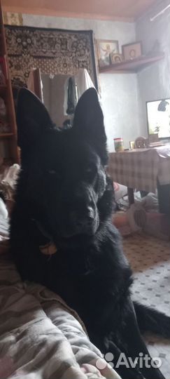 Кобель на вязку