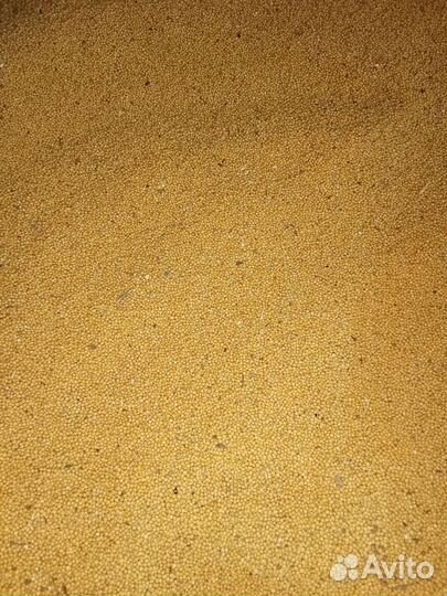 Семена горчицы