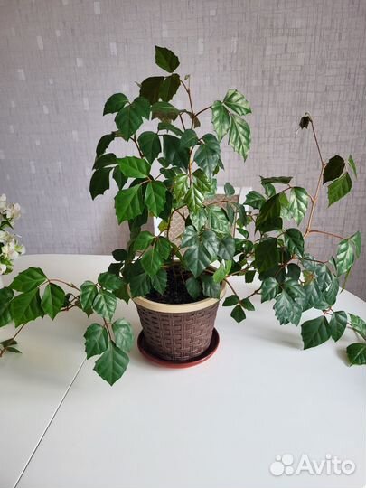 Комнатные цветы Березка