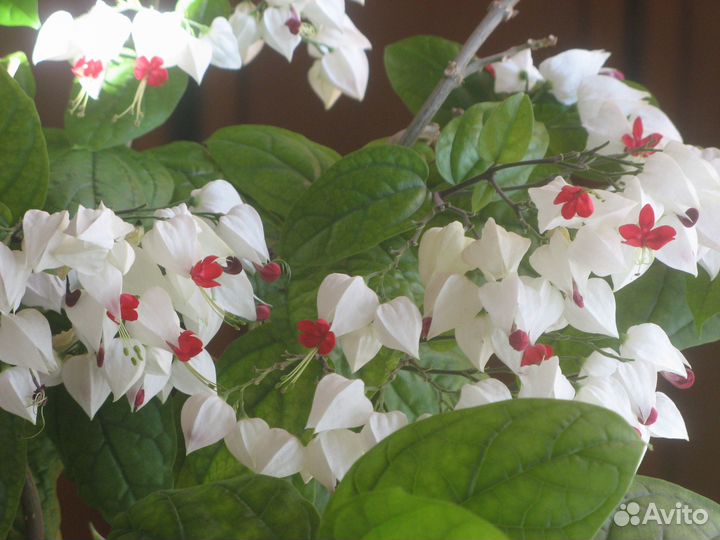 Клеродендрум Томпсона