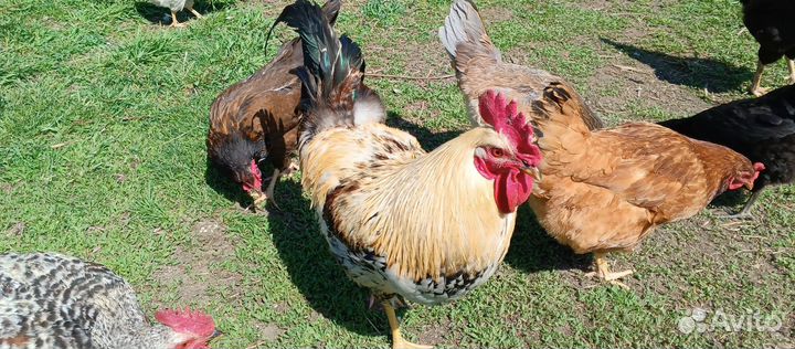 Молодые петухи