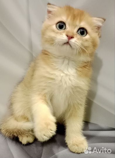 Шотландская