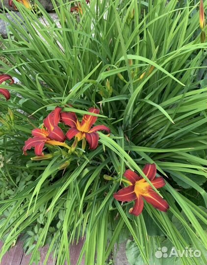 Лилейник сортовый