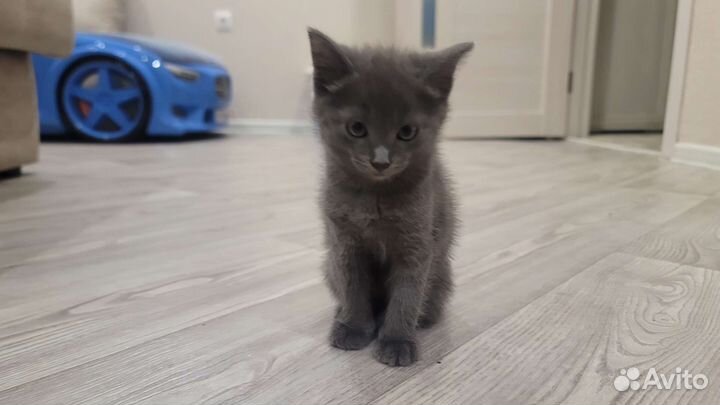 Котята в добрые руки бесплатно