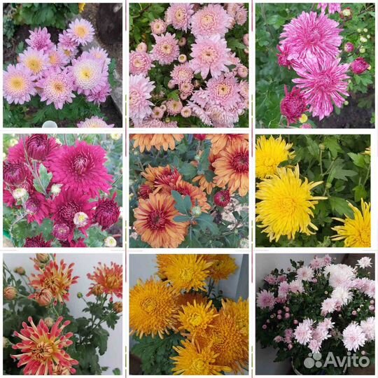 Хризантема