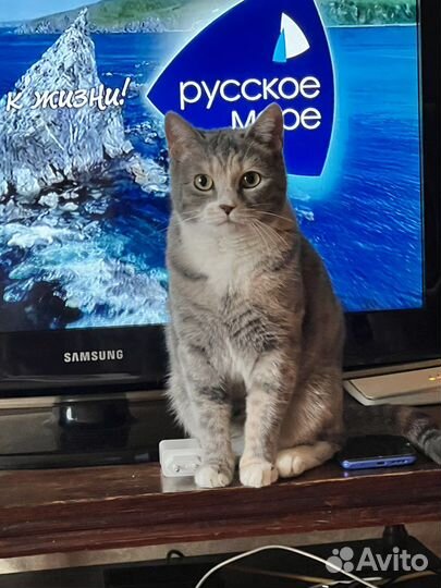 Кошка Метис