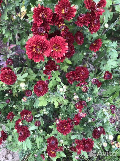 Хризантема