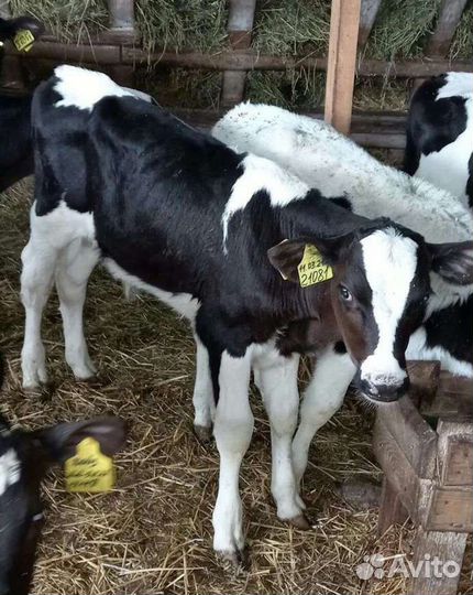 Телята бычки