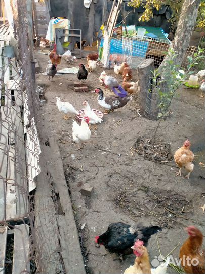 Домашние куриные яйца