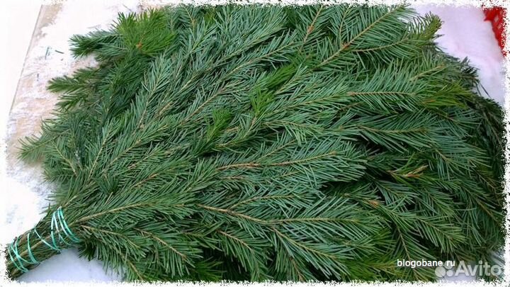Пихта. Веники