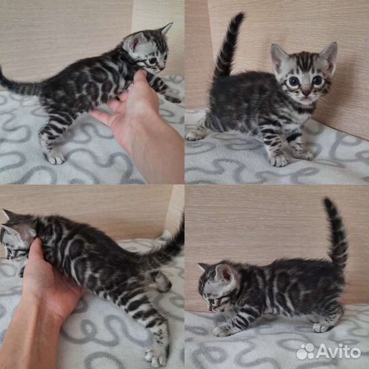 Бенгальские котята редких окрасов