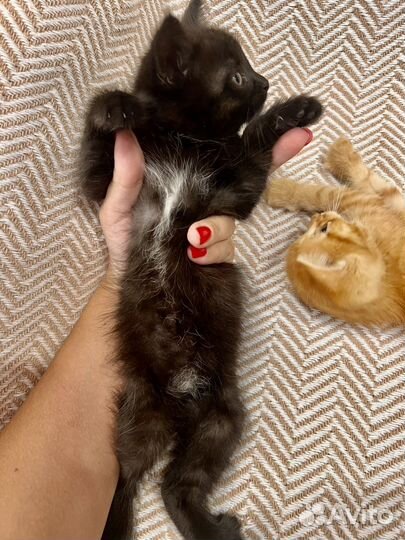 Котята в добрые руки 5 недель мальчики