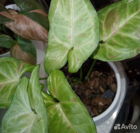 Сингониум Конфетти