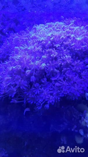 Морские кораллы, Ксения и капнелла