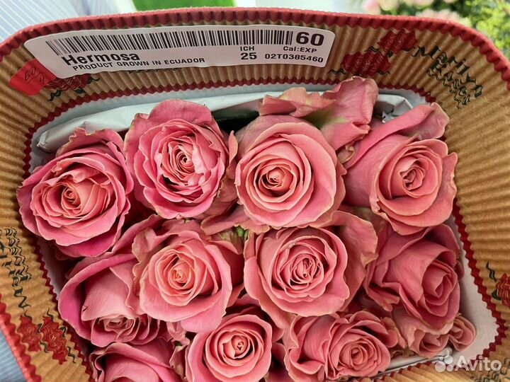 Розы Эквадор опт. от 500 шт. под заказ