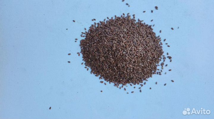 Лен коричневый