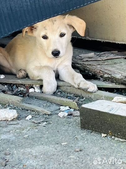 Щенок мальчик