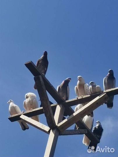 Продам всю партию. Узбеки бакинцы такла