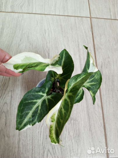 Сингониум Аом наг варигатный